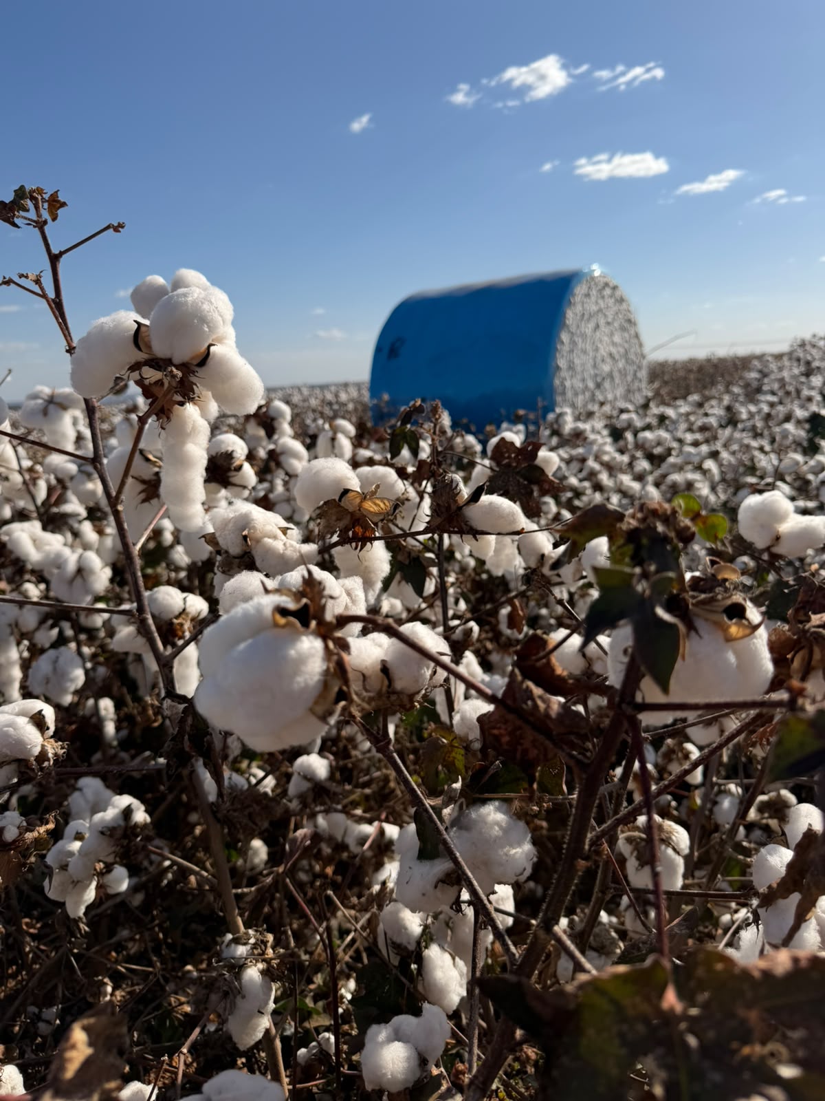 Registro em área de cultivo de algodão